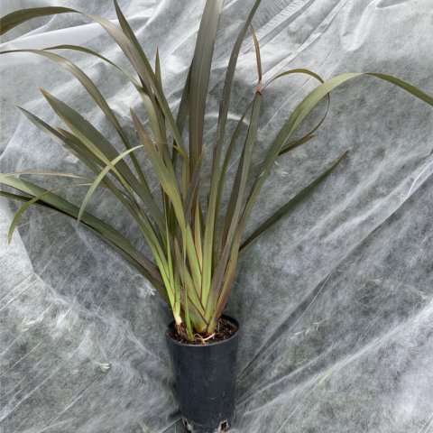 PHORMIUM TENAX