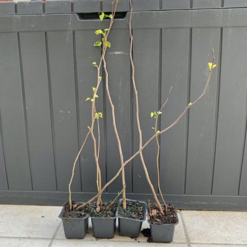 CERCIS SILIQUASTRUM - Godet 7,5cm