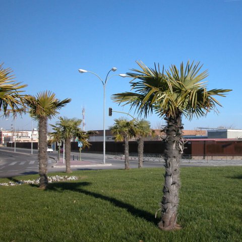 TRACHYCARPUS FORTUNEI (Chamaerops excelsa)