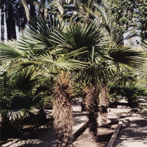 TRACHYCARPUS FORTUNEI (Chamaerops excelsa)