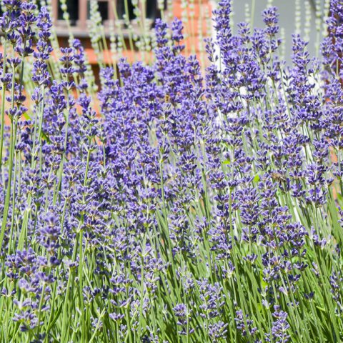 LAVANDULA ANGUSTIFOLIA Munstead Strain