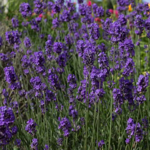 LAVANDULA ANGUSTIFOLIA Munstead Strain