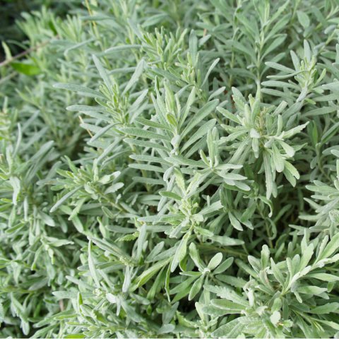 LAVANDULA ANGUSTIFOLIA Munstead Strain