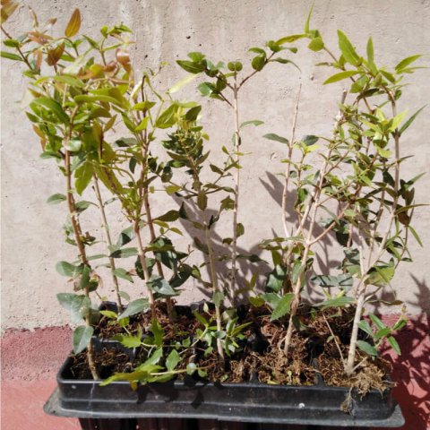 PHILLYREA LATIFOLIA