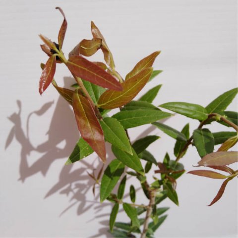 PHILLYREA LATIFOLIA
