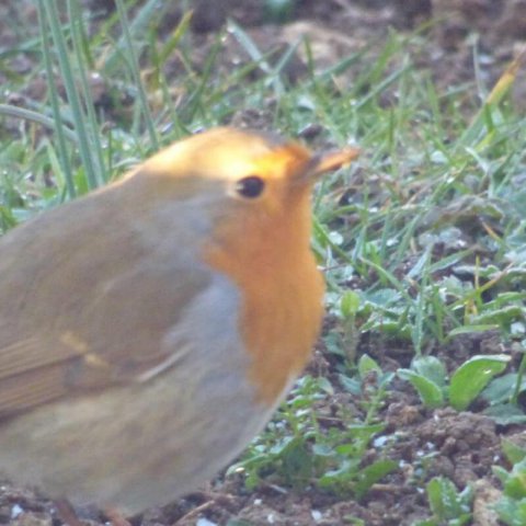 WILD BIRD FOOD mixture