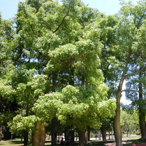 CEIBA SPECIOSA (=Chorisia s.)