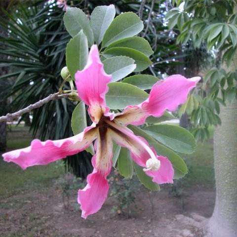 CEIBA SPECIOSA (=Chorisia s.)