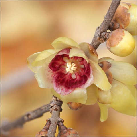 CHIMONANTHUS PRAECOX - Wintersweet #1