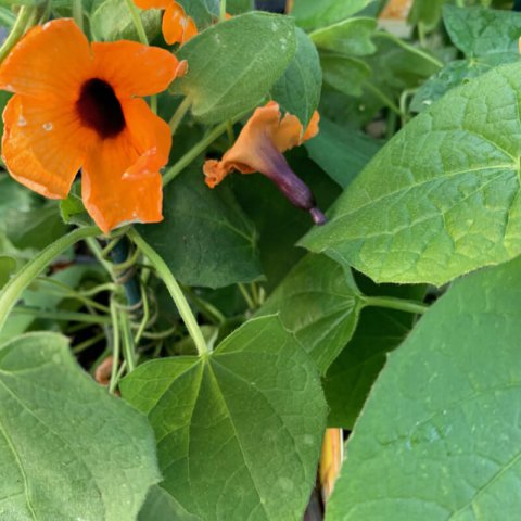 THUNBERGIA ALATA - Ojo de Poeta