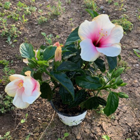HIBISCUS ROSA SINENSIS Rouge - Hibiscus rouge