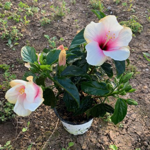 HIBISCUS ROSA SINENSIS Red - Red Tropical Hibiscus