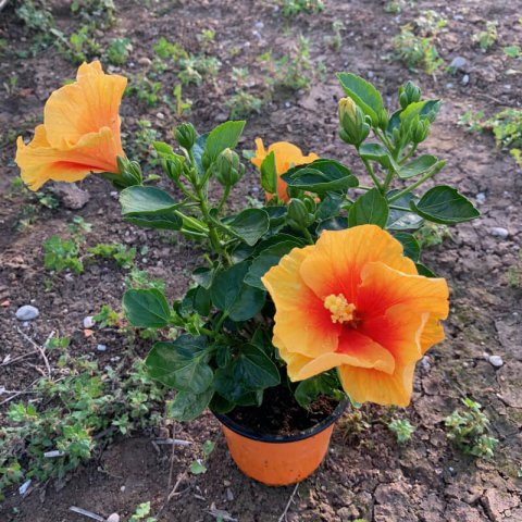 HIBISCUS ROSA SINENSIS Orange - Orange Tropical Hibiscus