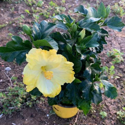 HIBISCUS ROSA SINENSIS Jaune - Hibiscus jaune