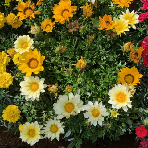 GAZANIA x HYBRIDA GRANDIFLORA - Gazania
