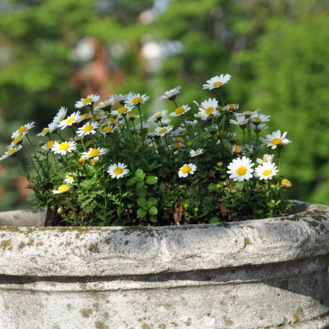 LEUCANTHEMUM PALUDOSUM