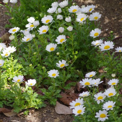 LEUCANTHEMUM PALUDOSUM