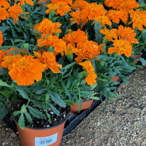 TAGETES PATULA