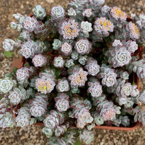 SEDUM Sp. - Stonecrops