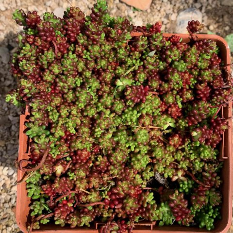 SEDUM SP.