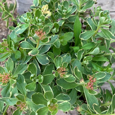 SEDUM SP.
