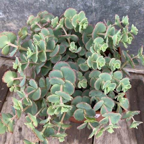 SEDUM SP.