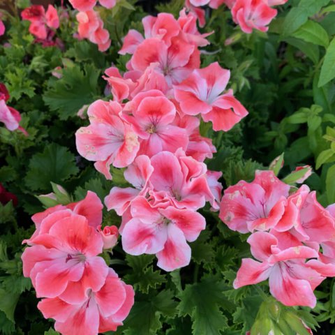 Plants of Geranium Candy Flower-PELARGONIUM GRANDIFLORUM Candy Flower