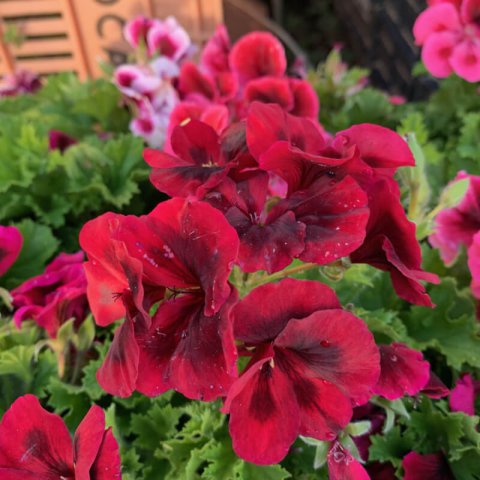 PELARGONIUM GRANDIFLORUM Candy Flowers