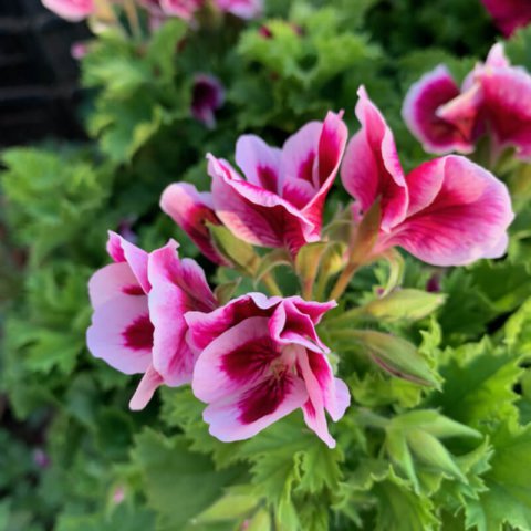 PELARGONIUM GRANDIFLORUM Candy Flowers