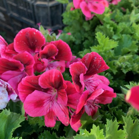 PELARGONIUM GRANDIFLORUM Candy Flowers
