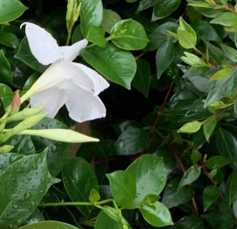 DIPLADENIA MANDEVILLA Blanc