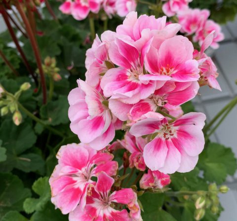 PELARGONIUM x HORTORUM - Geranio zonal bicolor