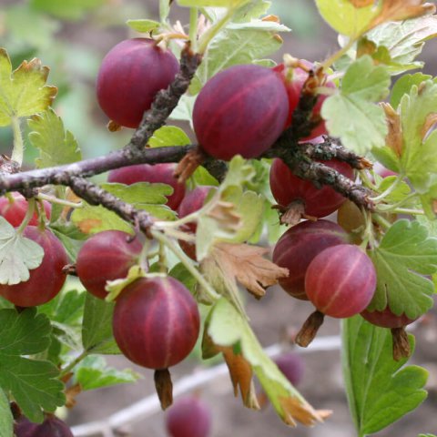 RIBES UVA-CRISPA