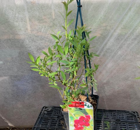 VACCINIUM Pink Lemonade