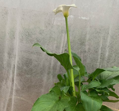 ZANTEDESCHIA AETHIOPICA - Calla des fleuristes