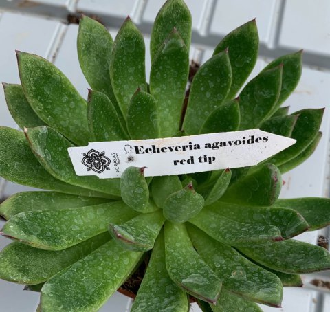 ECHEVERIA AGAVOIDES RED TIP