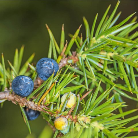 JUNIPERUS COMMUNIS - Common Juniper