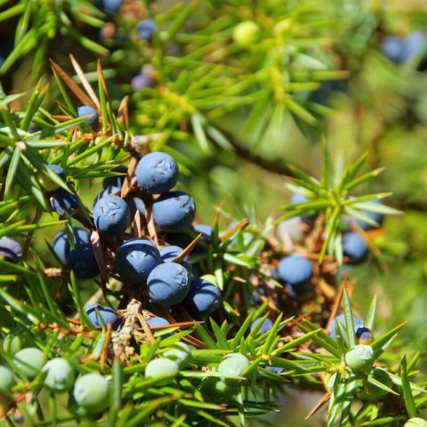 JUNIPERUS COMMUNIS