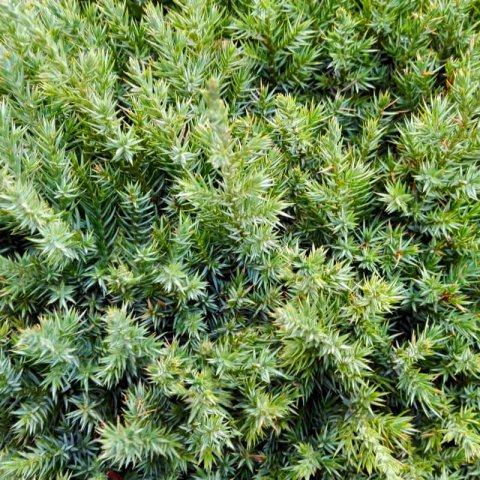 JUNIPERUS COMMUNIS