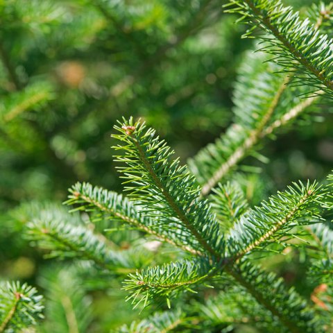 ABIES BALSAMEA