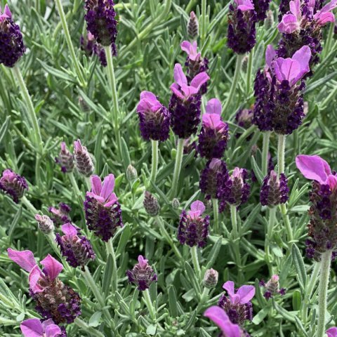 LAVANDULA STOECHAS Bella Series - Bella Lavender