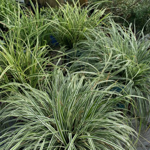 CAREX MIX - Laches