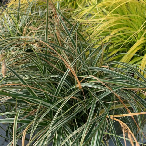 CAREX mix