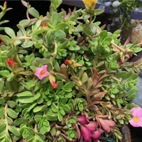 PORTULACA