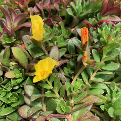 PORTULACA