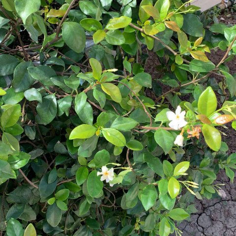 TRACHELOSPERMUM JASMINOIDES Amarillo, Yellow, Jaune
