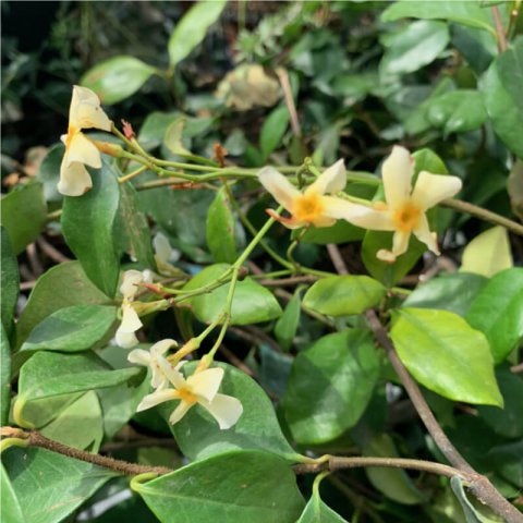 TRACHELOSPERMUM JASMINOIDES Amarillo, Yellow, Jaune