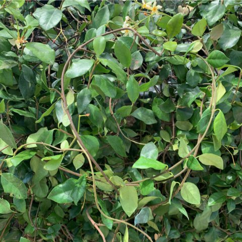 TRACHELOSPERMUM JASMINOIDES Amarillo, Yellow, Jaune