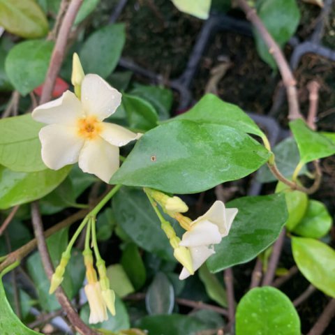 TRACHELOSPERMUM JASMINOIDES Amarillo, Yellow, Jaune