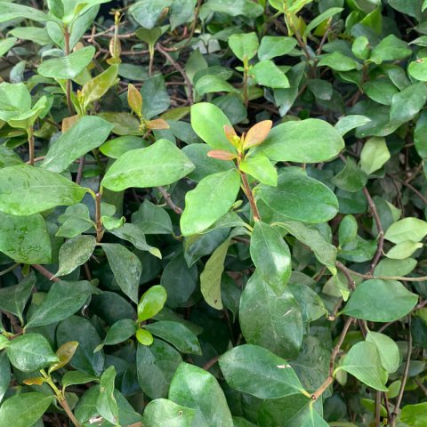 TRACHELOSPERMUM JASMINOIDES Amarillo, Yellow, Jaune